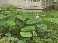 -莲湖公园