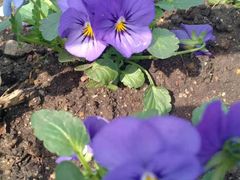 -长春公园(普阳街道)