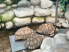 -南宫五洲植物乐园