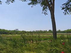 -上海长兴岛郊野公园