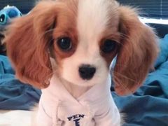 -聚德华天护国寺小吃(甜水园店)