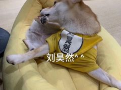 -逗柴咖啡屋·狗咖猫咖宠物桌游