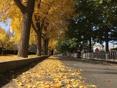 -三里屯东五街银杏大道