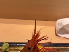 -鲤·鮨KOISUSHI