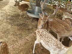 -鄂尔多斯野生动物园