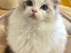 -有喵·猫咖·狗咖·30几只猫10只小狗(岗厦店)