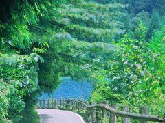 -武陵山森林公园