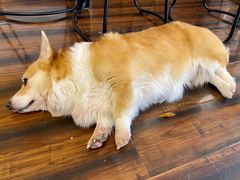-豆柴町-柴犬主题狗咖(红鼎国际C座店)