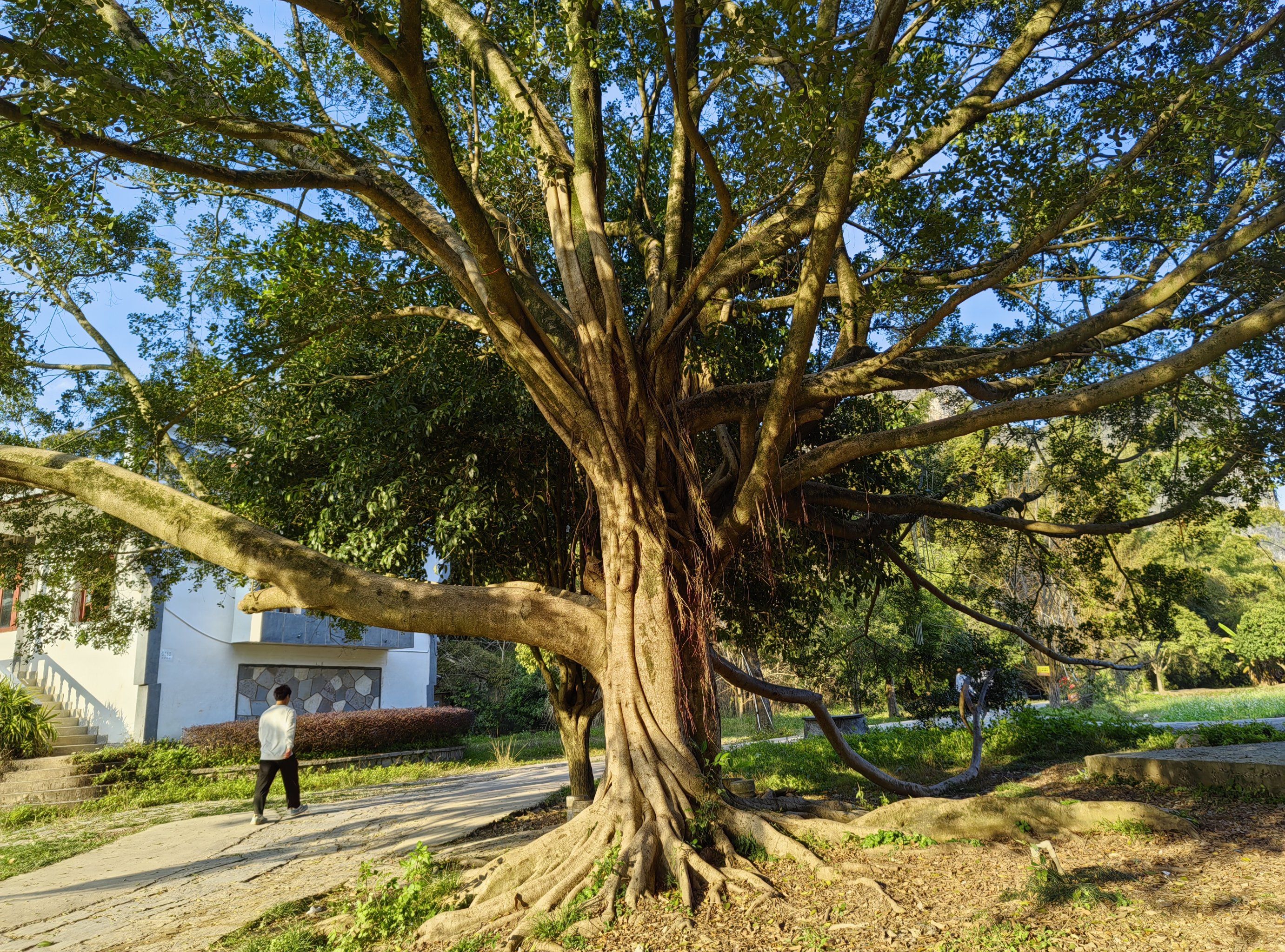 与阳朔县城同龄的大榕树,电影 《刘三姐》的取景地!