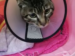 -伟伟宠物医院·CT影像中心·瑞派犬猫综合性门诊(汉口总院)