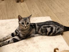 -瑞鹏宠物医院·夜间急症·心超·猫科(祖庙分店)