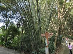 -滴水岩森林公园