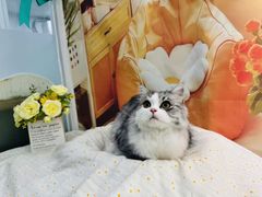 -爱洗澡的猫(望京店)