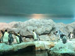 -新加坡飞禽公园