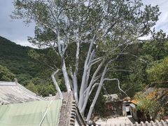 -潭柘寺景区