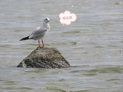 -深圳湾公园(南山区)