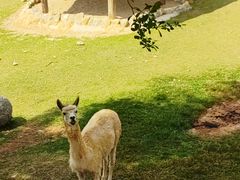 -泉州海丝野生动物世界