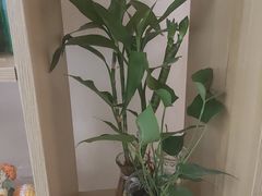 -岚魅儿·洗头头疗·按摩SPA(金光华店)