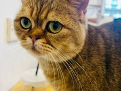 -有喵·猫咖·狗咖·30几只猫10只小狗(岗厦店)