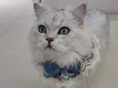 -怪兽屋·羊驼·猫咖·狗咖(俊华广场店)