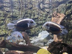 -上海海洋水族馆