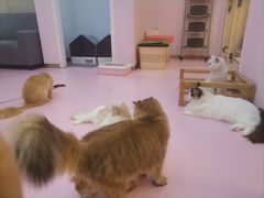 -爪爪喵星球·猫舍(前海卓越店)