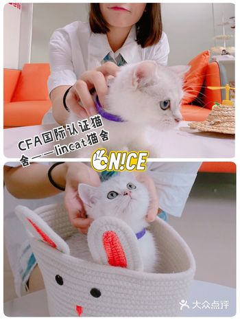 广州猫舍｜Lincat 猫舍