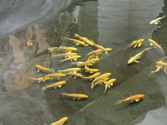 -觀芷隐轩