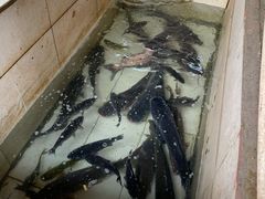 -水库活鱼馆(于桥水库店)