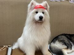 -星多哈·狗咖·拼豆·咖啡