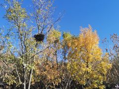 -永定河休闲森林公园