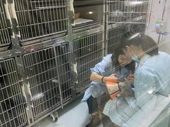 -汪喵宠物医院·骨科心脏影像·犬猫急重症ICU诊疗中心(成华分院)