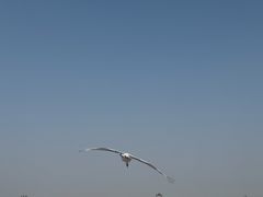 -盐城丹顶鹤湿地生态旅游区