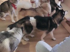 -Husky Go! 哈士奇体验馆·宠物咖啡厅狗咖