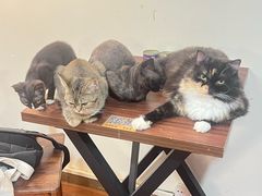 -楼上猫咖(罗湖店)