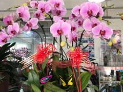 -平吉花卉市场
