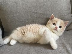 -老吴的猫·猫舍(新区店)