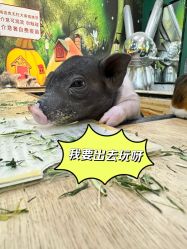 -神奇动物撸宠馆·羊驼·小浣熊·异宠(豫园店)