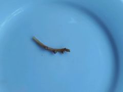 -清真刘记全羊肉鲜汤馆(前进路店)