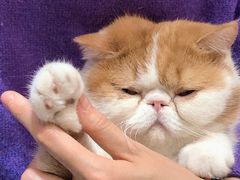 我叫饼干-飞行喵MR PILOT|猫舍·猫咖(静安大融城店)