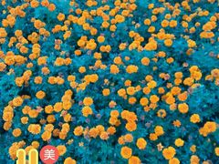 -武清南湖绿博园