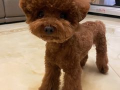 -FAELING PETS美天灵宠物(富力广场店)