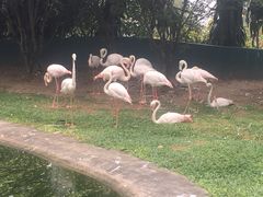 -吉隆坡雀鸟公园