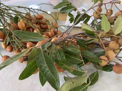 -辉记虾塘海鲜农庄