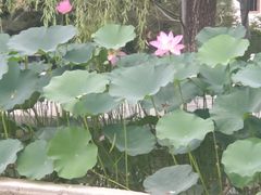 -丰台花园