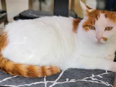 -平行世界·猫咖(首经贸店)