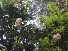 -海南热带雨林国家公园吊罗山景区