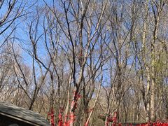-帽儿山风景区