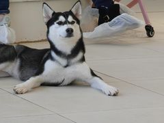 -怪兽屋·羊驼·猫咖·狗咖(俊华广场店)