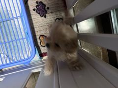 -大型宠物商超·宠海王国·宠物猫狗活体·用品·美容(新世界百货重庆店)